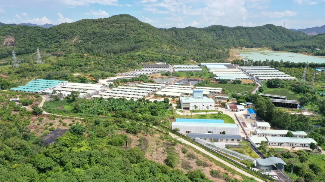 珠海国资旗下珠海粮油进出口食品公司养猪场采用生物除臭风屏实现零排放
